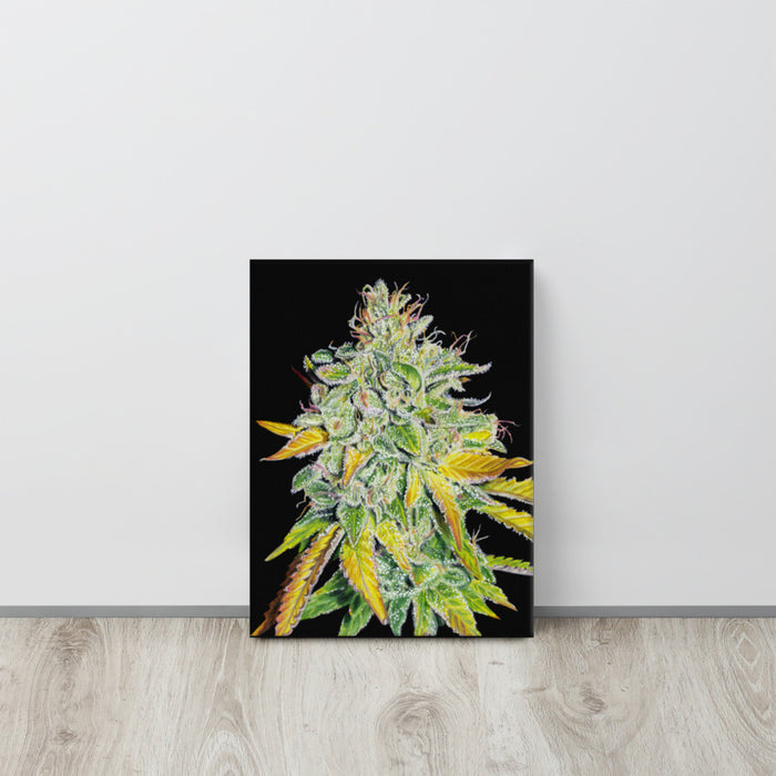 Tangie #3 P2 Flower Canvas Print