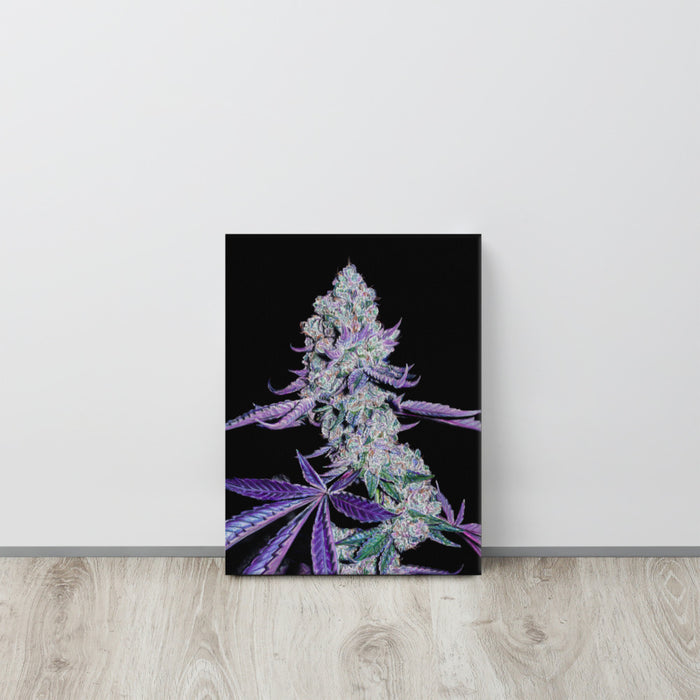 Purple Panty Dropper Flower Canvas Print
