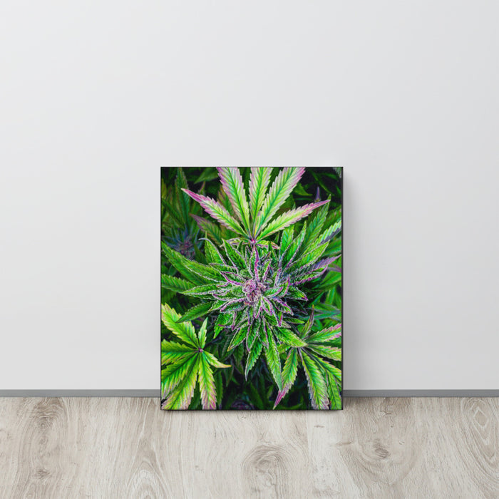 Lemongrass Flower Canvas Print