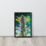 Purple Runtz Framed Flower Print