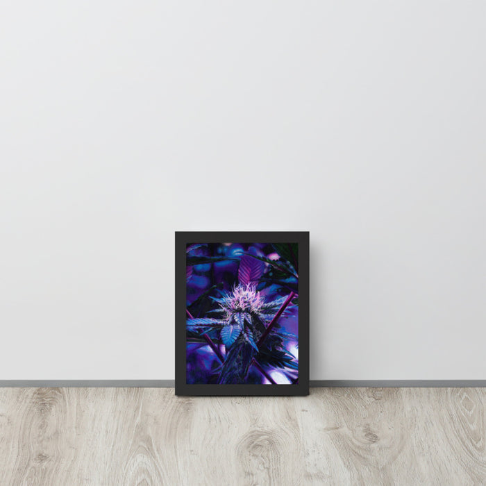 Sapphire Scout Framed Flower Print