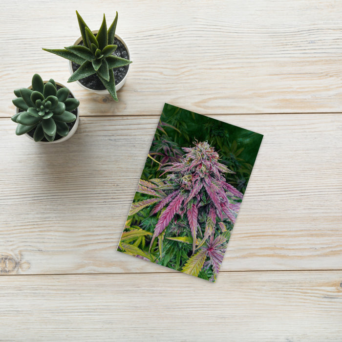 Bitter Apple OG Flower Mini Photopaper