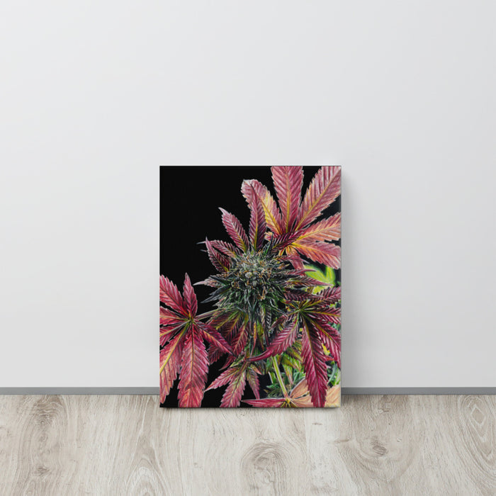 Strawberry Cough Flower Canvas Print